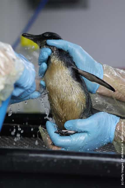 Penguin in oil