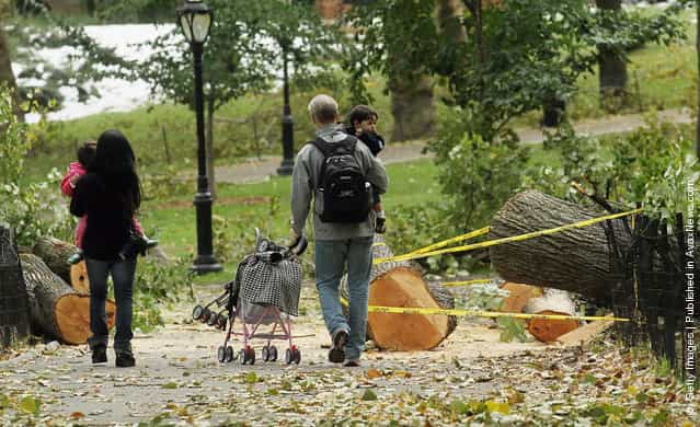 New York City Loses 1,000 Trees After Freak October Snowstorm