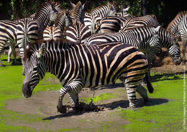 Zebras stand in the recently flooded Safari Park located at Safari World in Bangkok, Thailand