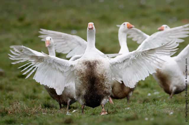 Geese Seen In Fields As They Are Outdoor Reared For Christmas
