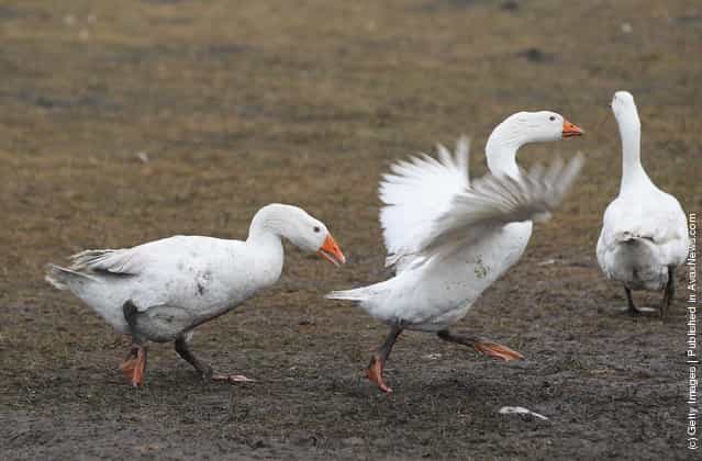 Domestic geese