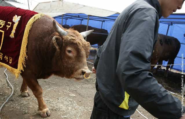 Cheongdo Bullfighting Festival