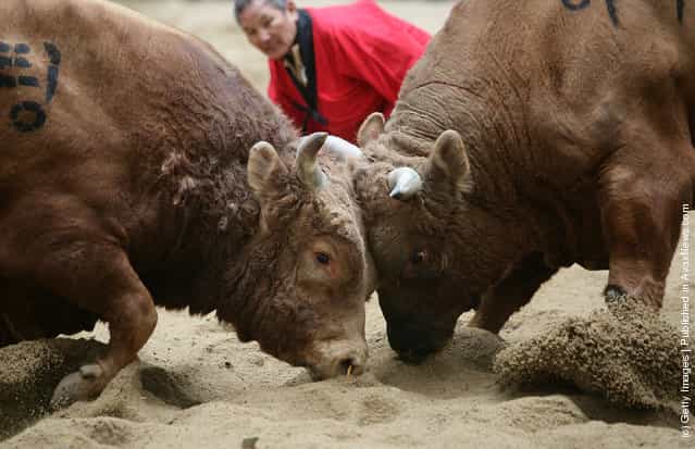 Cheongdo Bullfighting Festival