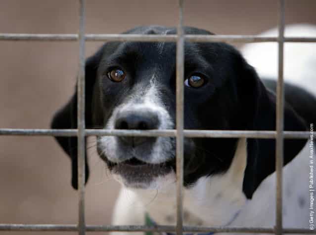 A homeless dog called Spot, sits in his kennel at the RSPCA Animal Rescue Centre in Barnes Hill, Birmingham, England