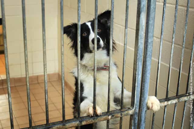 Max a two year old Border Collie waits to be re-homed at the Cheshire Dogs Home