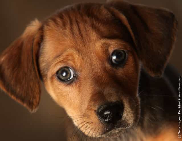 A seven week old Daschund cross puppy waits to be re-homed at the Cheshire Dogs Home