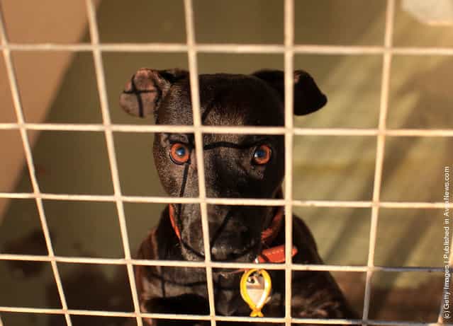 Ellie a six year old Patterdale waits to be re-homed at the Cheshire Dogs Home