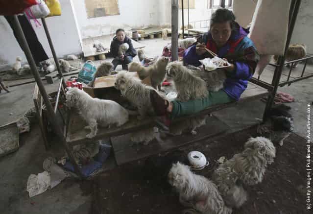 The animal shelter, established by animal lover Dai Shuqing, is located at an abandoned warehouse which houses some 100 dogs