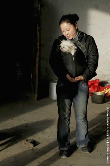 The animal shelter, established by animal lover Dai Shuqing, is located at an abandoned warehouse which houses some 100 dogs