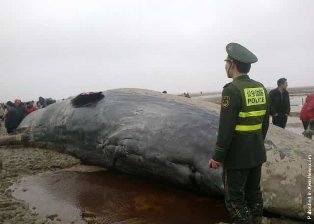 A dead sperm whale is seen on the beach on March 18, 2012 in Yancheng, Jiangsu Province of China
