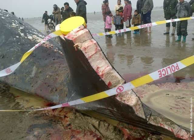 A dead sperm whale is seen on the beach on March 18, 2012 in Yancheng, Jiangsu Province of China