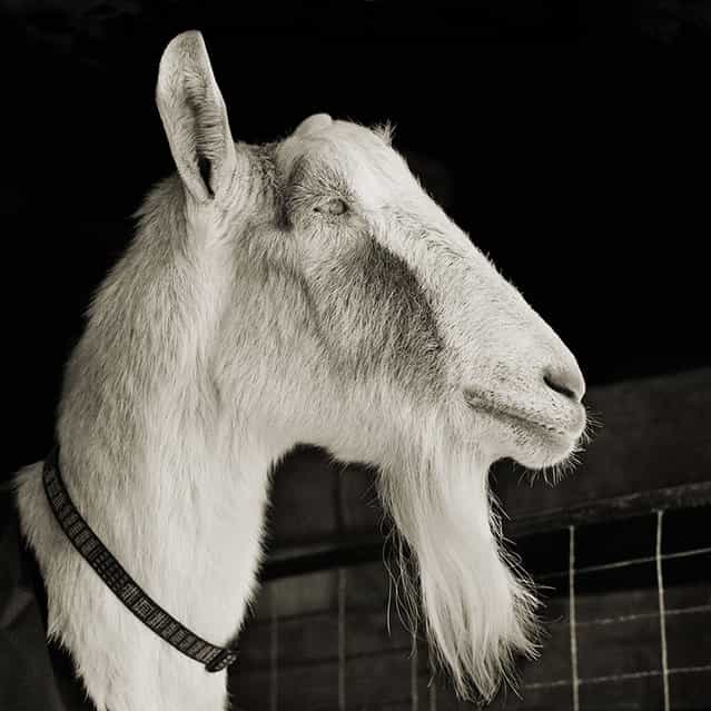 Abe, Alpine Goat, Age 21