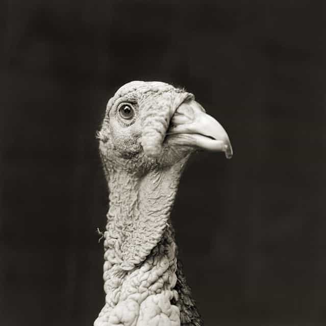 Marino, Bronze Turkey, Age 5