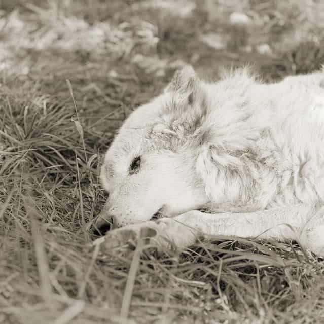 Kiri, Great Plains Wolf, Age 17