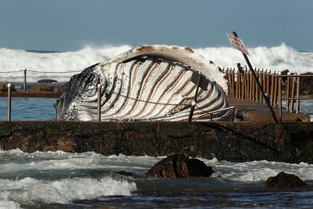 The carcass of a male sub-adult humpback whale washed up at New Port Beach overnight at Newport Beach overnight on August 1, 2012 in Sydney, Australia. (Photo by Brendon Thorne)