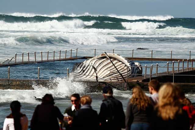 People gather on the beach to see the carcass of a male sub-adult humpback whale that washed up at New Port Beach overnight at Newport Beach overnight on August 1, 2012 in Sydney, Australia. (Photo by Brendon Thorne)