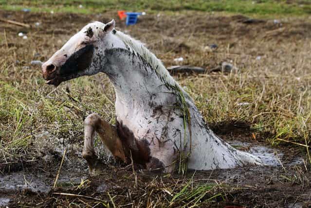 An injured horse tries to free itself from mud in the aftermath of Isaac in Ironton, Louisiana on Friday. (Photo by John Bazemore/Associated Press)