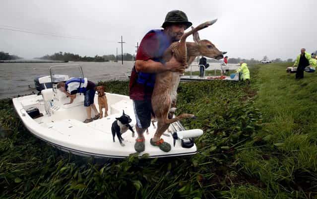 A fawn was one of the many animals rescued, including a number of curious dogs, during operations in Plaquermines Parish, Louisiana, amid Hurricane Isaac on Wednesday. Photo by (Carolyn Cole/Los Angeles Times/MCT)