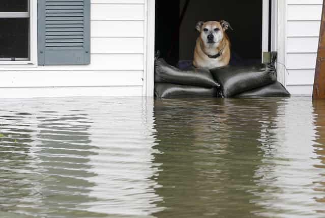 Buster stands behind sandbags as around his home in LaPlace, La., on Aug. 30. (Photo by Eric Gay/AP)
