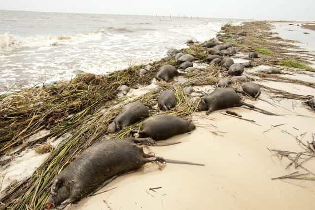 Nutria rodents pile up along the shore after Hurricane Isaac went through Waveland, Miss., Aug. 31. (Photo by Michael Spooneybarger/Reuters)