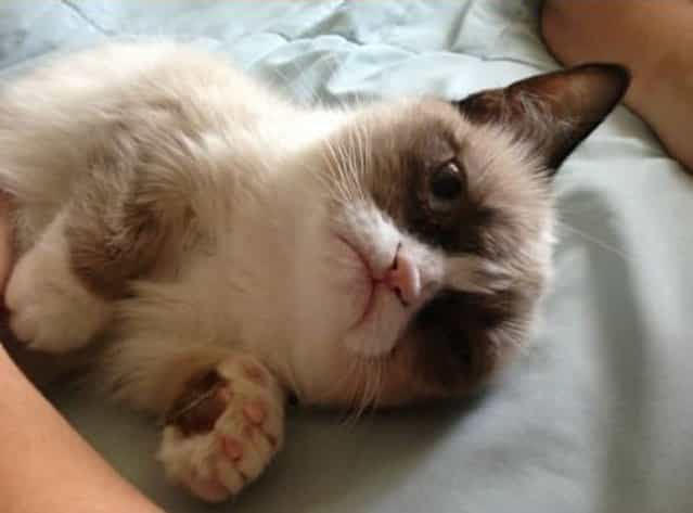 Grumpy Cat : Photos + Video