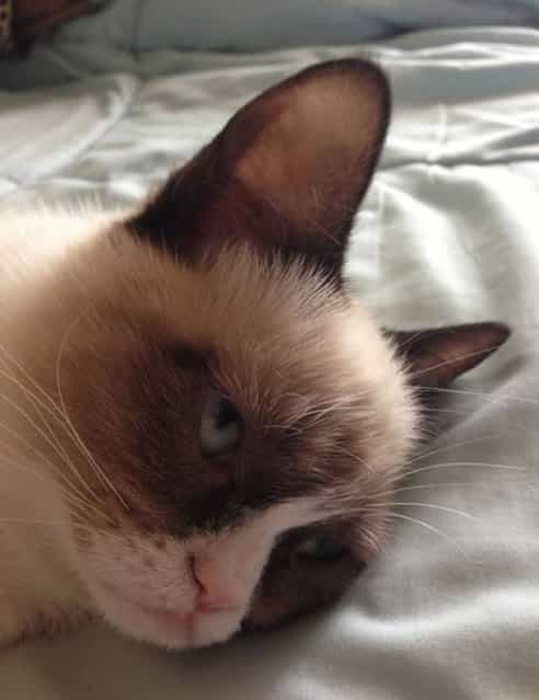 Grumpy Cat : Photos + Video