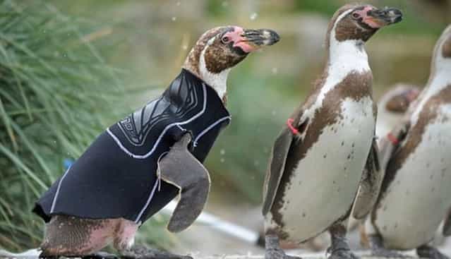 New Zealand Penguins in Need of Sweaters 