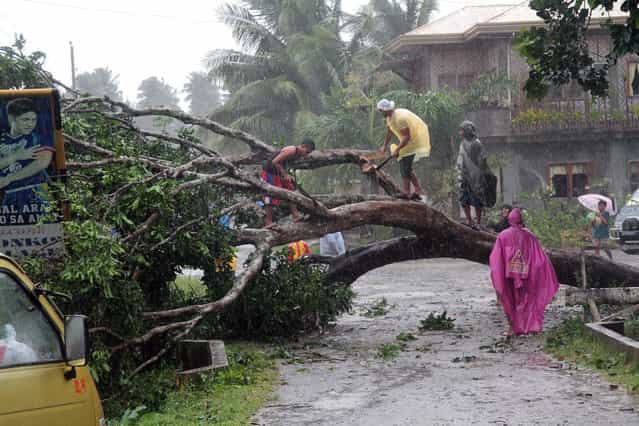 Workers clear a road with a fallen tree after Typhoon Bophal hit the city of Tagum, Davao del Norter province, on the southern island of Mindanao on December 4, 2012. Typhoon Bopha smashed into the southern Philippines early December 4, as more than 40,000 people crammed into shelters to escape the onslaught of the strongest cyclone to hit the country this year.(Photo by AFP Photo)