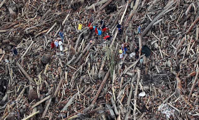 Uprooted coconut trees lie in ruin as residents and rescue workers look for survivors at a coconut plantation in the aftermath of Typhoon Bopha in Compostela Valley in the southern Philippines, December 7, 2012. (Photo by Jay Morales/AFP Photo)
