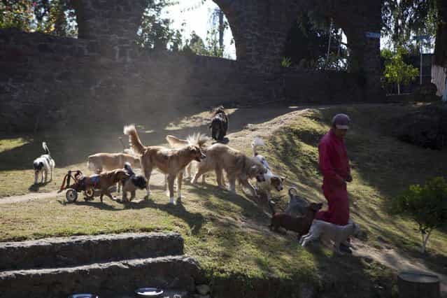 Abused dog sanctuary in Mexico City
