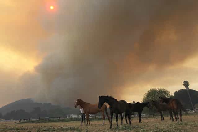 Horses stand while a main fire front approaches the Blackiston Ranch as the Springs fire continues to grow on May 3, 2013 near Camarillo, California. The wildfire has spread to more than 18,000 acres on day two and is 20 percent contained. (Photo by David McNew/AFP Photo)