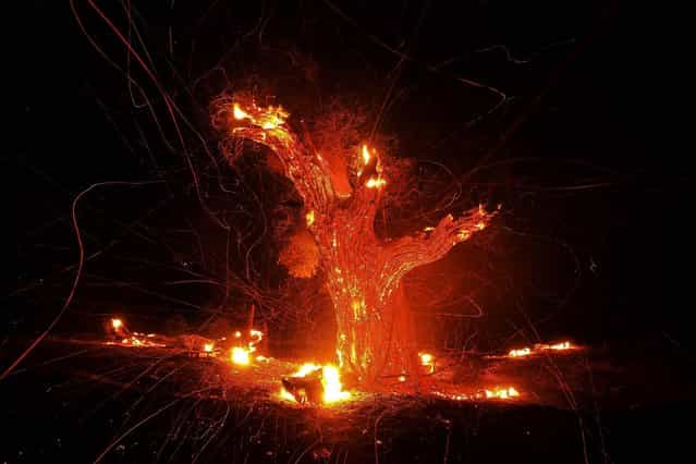 Wind-blown embers fly from an ancient oak tree that burned in the Silver Fire near Banning, California, on August 7, 2013. (Photo by David McNew/Reuters)
