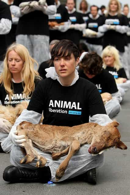An Animal Liberation Victoria activist cries as she holds a dead animal at Federation Square on October 1, 2013 in Melbourne, Australia. Over 200 activists gathered with the bodies of deceased animals to publicly grieve their deaths. Animal Liberation Victoria is against the treatment of animals as [property] an promotes a vegan lifestyle. (Photo by Graham Denholm/Getty Images)