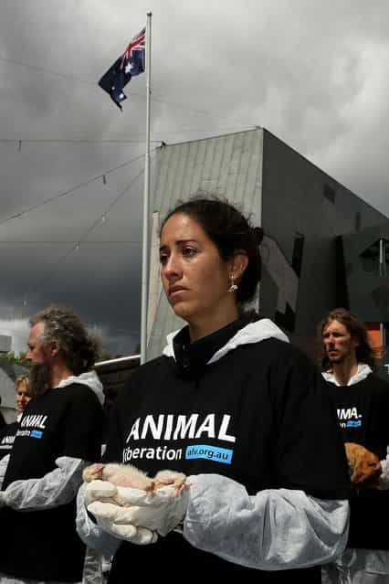 Animal Liberation Victoria activist cries as she holds a dead animal at Federation Square on October 1, 2013 in Melbourne, Australia. Over 200 activists gathered with the bodies of deceased animals to publicly grieve their deaths. Animal Liberation Victoria is against the treatment of animals as [property] an promotes a vegan lifestyle. (Photo by Graham Denholm/Getty Images)