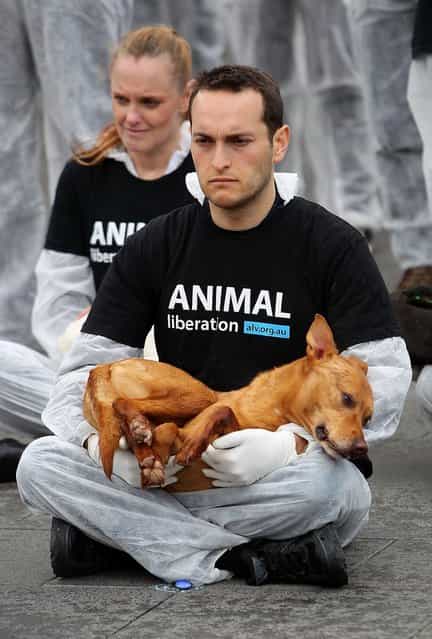 Animal Liberation Victoria activists hold dead animals at Federation Square on October 1, 2013 in Melbourne, Australia. Over 200 activists gathered with the bodies of deceased animals to publicly grieve their deaths. Animal Liberation Victoria is against the treatment of animals as [property] an promotes a vegan lifestyle. (Photo by Graham Denholm/Getty Images)