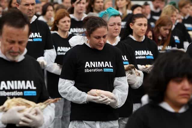 Animal Liberation Victoria activists hold dead animals at Federation Square on October 1, 2013 in Melbourne, Australia. Over 200 activists gathered with the bodies of deceased animals to publicly grieve their deaths. Animal Liberation Victoria is against the treatment of animals as [property] an promotes a vegan lifestyle. (Photo by Graham Denholm/Getty Images)
