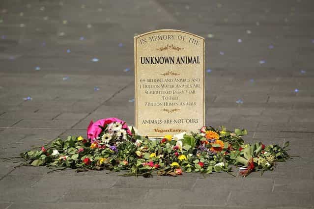 A tombstone is seen at Federation Square on October 1, 2013 in Melbourne, Australia. Over 200 activists gathered with the bodies of deceased animals to publicly grieve their deaths. Animal Liberation Victoria is against the treatment of animals as [property] an promotes a vegan lifestyle. (Photo by Graham Denholm/Getty Images)