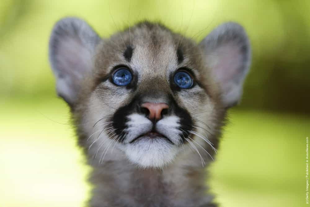 Cougar Cub GagDaily News