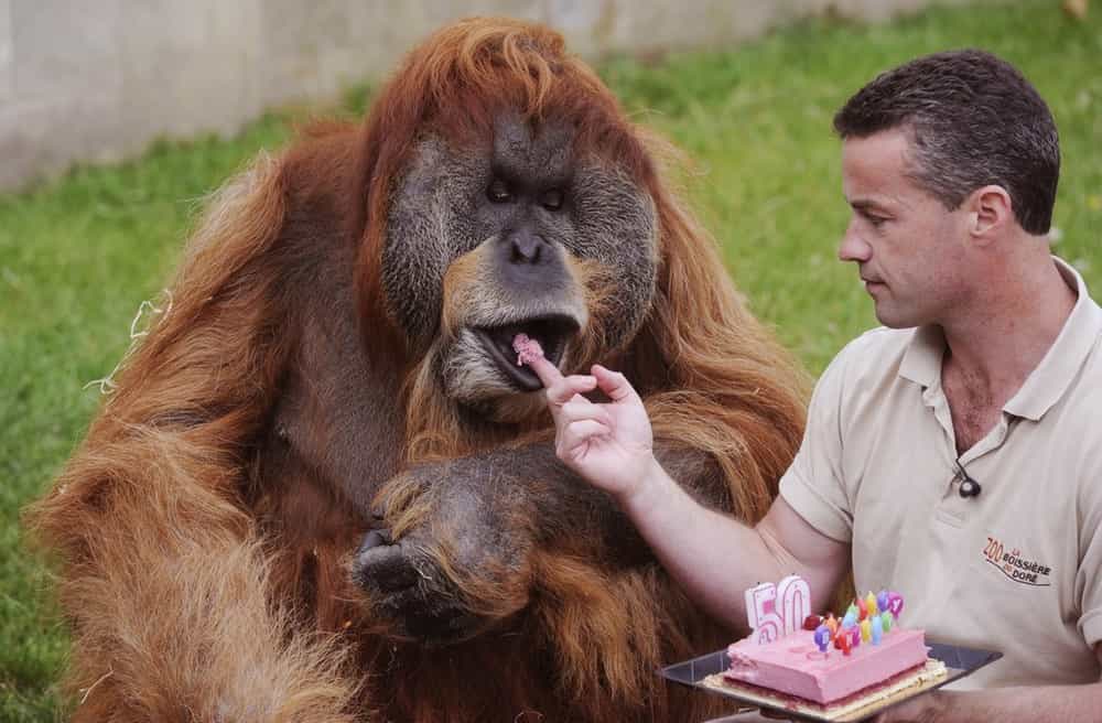 The Oldest Captive Orangutan in the World » GagDaily News