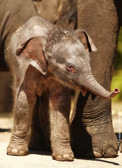 Taronga's First Female Baby Elephant Calf Ventures Outside The Paddock