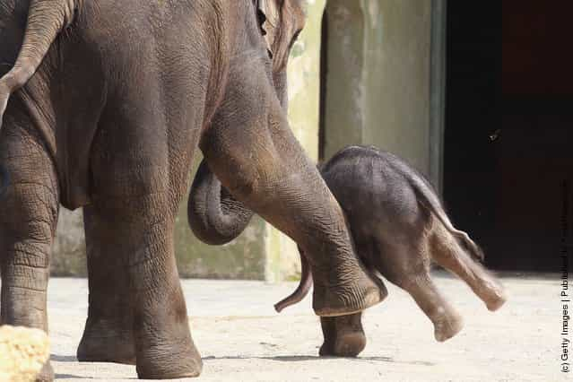 Munich Zoo Presents Baby Elephant