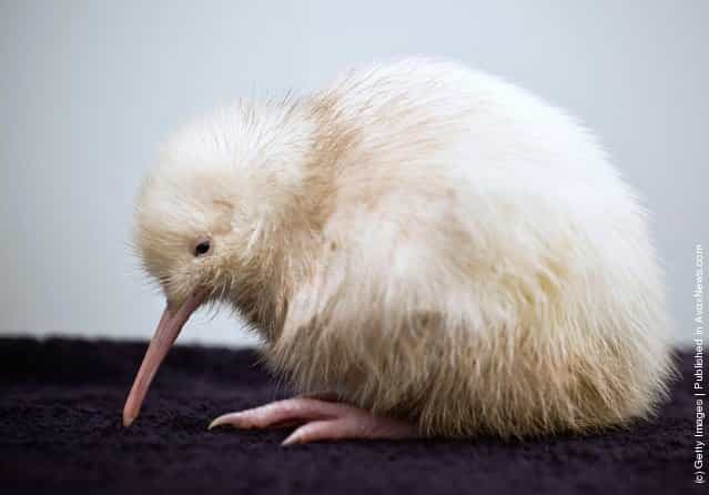Rare Kiwi Chick Born In Wildlife Centre