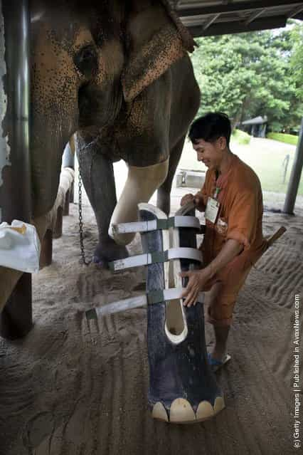 Thai Elephants Get Treated At World's Only Elephant Hospital