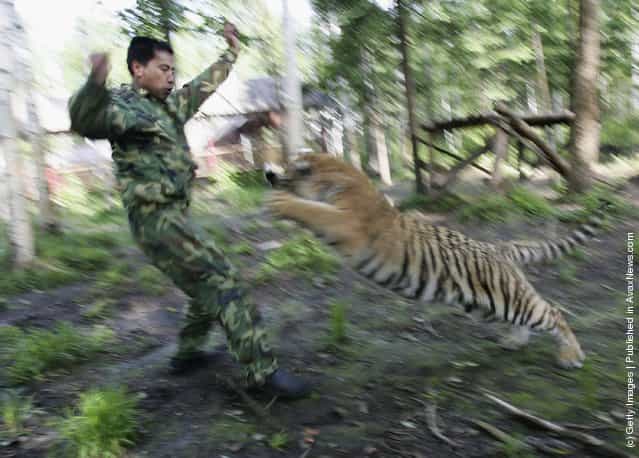 Siberian Tigers Trained To Live In Wild