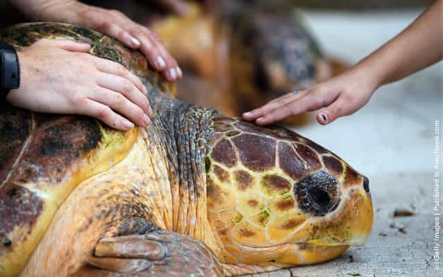 Two Loggerhead Turtles Are Returned To The Wild