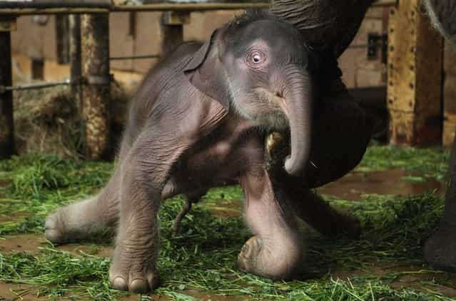 Two-Day Old Baby Elephant Presented At Berlin Zoo