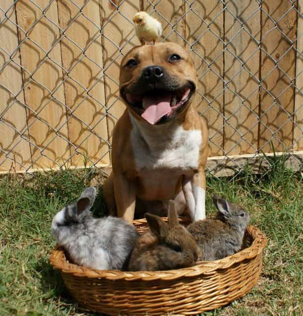 Meet Boom the Pit Bull who Loves Birds and Rabbits