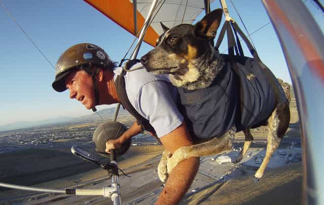 Flying With Man’s Best Friend