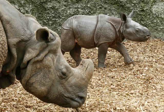 Newborn Indian rhinoceros Jari at the zoo in Basel Switzerland