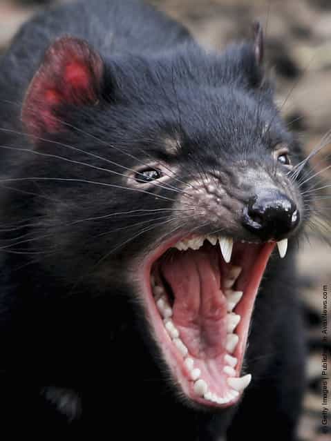 Horrible Tasmanian Devil